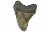 Serrated, Fossil Megalodon Tooth - South Carolina #310402-2